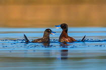 Lake duck (Oxyura vittata) two males, La Pampa Argentina
