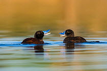 Lake duck (Oxyura vittata) two males, La Pampa Argentina
