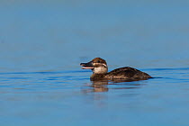 Lake duck (Oxyura vittata) female, La Pampa, Argentina