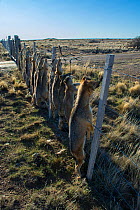 Dead Pampas fox (Lycalopex gymnocercus) Grey fox  (Lycalopex culpaeus) and Geffroy's cat (Oncifelis geoffroyi)  killed by sheep farmers and hung up to deter others, Patagonia, Argentina