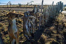 Dead Pampas fox (Lycalopex gymnocercus) Grey fox  (Lycalopex culpaeus) and Geffroy's cat (Oncifelis geoffroyi)  killed by sheep farmers and hung up to deter others, Patagonia, Argentina