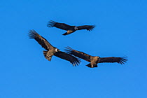Andean condors (Vultur gryphus) in flight, Torres del Paine National Park, Chile