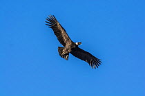 Andean condor (Vultur gryphus) in flight, Torres del Paine National Park, Chile