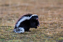 Humboldt's hog-nosed skunk (Conepatus humboldtii) Torres del Paine, Chile