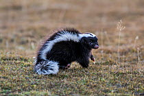 Humboldt's hog-nosed skunk (Conepatus humboldtii) Torres del Paine, Chile