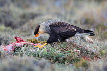 Southern crested caracara (Polyborus plancus) feeding on ground, Torres del Paine , Chile