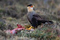 Southern crested caracara (Polyborus plancus) feeding on ground, Torres del Paine , Chile