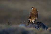 Mountain caracara (Phalcoboenus megalopterus) perched on rock, Torres del Paine National Park, Chile, June .