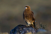 Mountain caracara (Phalcoboenus megalopterus) perched on rock, Torres del Paine National Park, Chile, June.
