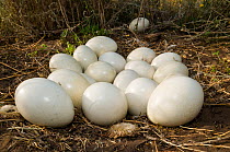 Greater rhea eggs (Rhea americana) La Pampa , Argentina