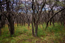 Calden forest (Prosopis caldenia) La Pampa, Argentina