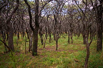 Calden forest (Prosopis caldenia) La Pampa, Argentina