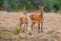 Red deer (Cervus elaphus) hind and fawn, La Pampa, Argentina
