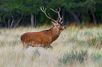 Red deer (Cervus elaphus) stag, La Pampa, Argentina