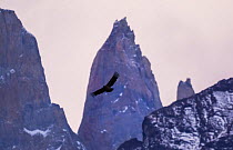 Andean condor  (Vultur gryphus) in flight with granite peaks, Torres del Paine National Park, Patagonia. Chile