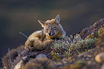 Grey fox (Lycalopex griseus) resting, Torres del Paine National Park, Chile