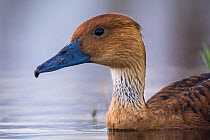 Fulvous whistling-duck (Dendrocygna bicolor) La Pampa,  Argentina.