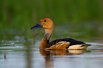 Fulvous whistling-duck (Dendrocygna bicolor) on water, La Pampa,  Argentina.