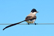 Fork-tailed flycatcher (Tyrannus savana) La Pampa, Argentia.