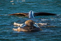 Southern Right whale (Eubalaena Australis) Peninsula Valdes, Chubut-Patagonia , Argentina
