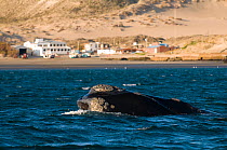 Southern Right whale (Eubalaena australis) at surface Peninsula Valdes, Chubut, Patagonia,Argentina