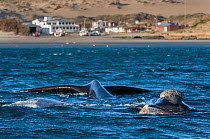Southern right whale (Eubalaena australis) at surface, Peninsula Valdes, Chubut, Patagonia, Argentina