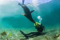 Underwater cameraman filming South American sea lion (Otaria flavescens) Peninsula Valdes, Patagonia Argentina