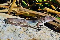 Sierre Nevada lizard (Timon nevadensis) captive, Andalusia. Endemic to Spain.