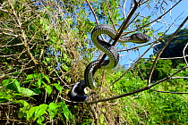 Mangrove pit viper (Trimeresurus purpureomaculatus) in tree, Bukittinggi, Sumatra.