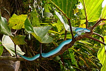 Sunda island pitviper (Trimeresurus insularis) in tree, Komodo Island.