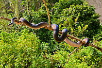 Northern white-lipped python (Leiopython albertisii) in tree, Irian Jaya, Papua New Guinea