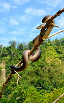 Northern white-lipped python (Leiopython albertisii) in tree, Irian Jaya, Papua New Guinea