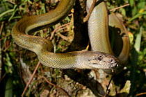 Papuan olive python (Liasis papuana) Papua New Guinea.