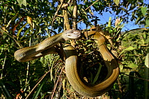 Papuan olive python (Liasis papuana) in tree, Papua New Guinea.