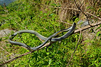 Sumatran ratsnake (Orthriophis taeniurus grabowskyi) Sumatra. Controlled conditions.