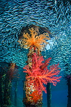 Soft corals (Dendronephthya hemprichi) growing in very shallow water in the shade provided by a jetty, while a school of Silversides (Atherinomorus lacunosus) circle. Berenice Jetty, Aqaba, Jordan. Gu...