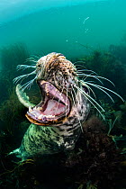 Grey seal (Halichoerus grypus) young female opens her mouth playfully while she looks up from the seabed. Lundy Island, Devon, UK, Bristol Channel, August
