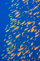 Scalefin anthias (Pseudanthias squamipinnis) shoal of orange female fish with a couple of purple males, swarming in front of a coral reef, feeding on plankton brought by currents. Ras Mohammed Marine...