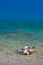 Flamboyant cuttlefish (Metasepia pfefferi) crawling over sand, Dauin, Dumaguete, Negros, Philippines. Bohol Sea,  Pacific Ocean.
