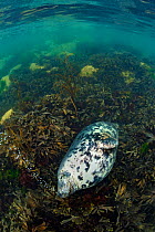 Grey seal (Halichoerus grypus) large female exhales a stream of bubbles as she sleeps on shallow seaweeds (Fucus serratus) Lundy Island, Devon, UK, Bristol Channel, August. Highly commended in the Hab...