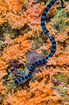 Banded / Yellow lipped sea krait (Laticauda colubrina) swims over orange soft coral (Scleronephthya sp) while hunting for prey. Triton Bay, West Papua, Indonesia.