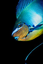 Bignose unicornfish (Naso vlamingii) profile of male displaying (the blue stripe at the bottom of the frame is the tail of another individual) Baa Atoll, Maldives. Indian Ocean.