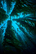A view up through a Giant kelp (Macrocystis pyrifera) forest, Santa Barbara Island, Channel Islands. Los Angeles, California, USA, Pacific Ocean, September
