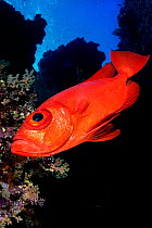 Crescent-tail bigeye (Priacanthus hamrur) on the drop off of Little Brother Island, Egypt. Red Sea
