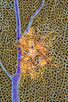 Giant basket star (Astrophyton muricatum) young clings to a seafan during the day (at night it will climb up to the top of the fan, unfurl and feed) East End, Grand Cayman, Cayman Islands, British Wes...