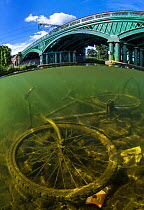 Discarded bicycle in the River Nene, Peterborough, Cambridgeshire, England. UK August.  The bridge was build by William Cubitt in 1850 and is the only cast iron bridge still in use on a major high sp...
