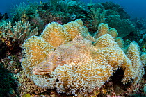 Crocodile fish (Cymbacephalus beauforti) sets an ambush by hiding in a leather coral (Sarcophyton sp) on a coral reef, Blue Magic, Raja Ampat, West Papua, Indonesia, Pacific Ocean.