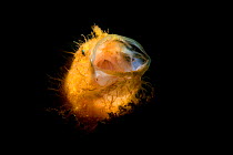 Orange hairy / Straited frogfish (Antennarius striatus) yawns while illuminated by a snooted strobe, creating a spotlight. Frogfish yawn as an aggressive behaviour. Dauin, Negros Island, Philippines....