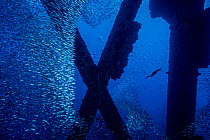 Brandt's cormorant (Phalacrocorax penicillatus) hunts for a meal in a school of Pacific chub mackerel (Scomber japonicus) beneath Eureka oil rig. Los Angeles, California, USA, Pacific Ocean, September