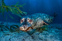 Common / harbour seal (Phoca vitulina) swims beneath a kelp forest, Santa Barbara Island, Channel Islands. Los Angeles, California, USA, Pacific Ocean, September